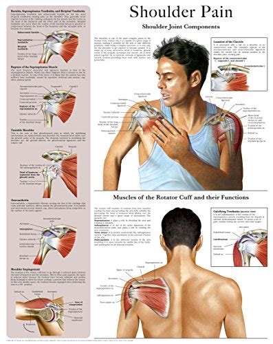 Anatomy Chart Shoulder Anatomy And Injuries Ph