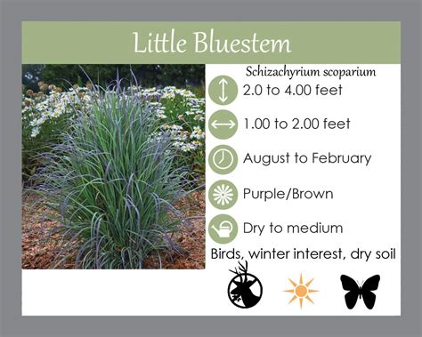 Buy Little Bluestem Laurens Garden Service Native Plant Shop