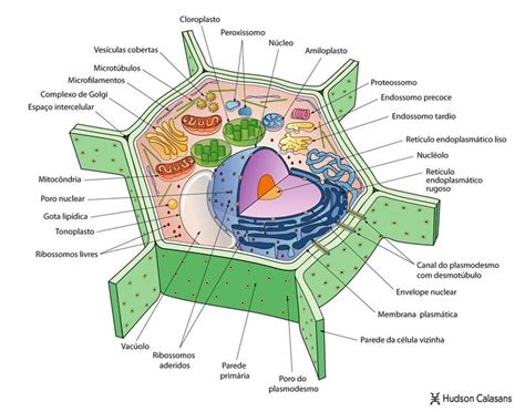 Dibujo De La Celula Eucariota Y Sus Partes Para Colorear Compartir