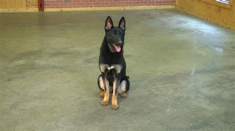 Gorgeous 1 Year Old Female Ivy Black And Tan German Shepherd For Sale