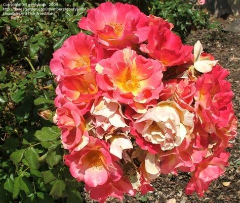 Plantfiles Pictures Shrub Rose Citrus Splash Rosa By Littlebrook15