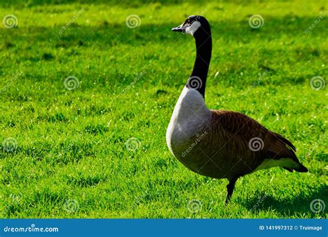 Canada Goose Standing On One Leg Stock Photo Image Of East Branches