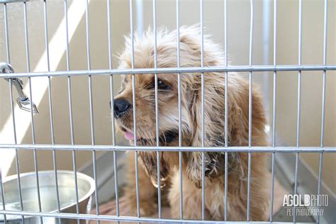 The humane society of tampa bay is dedicated to ending animal homelessness and providing why should you adopt? Dogs Rescued from South Korea Dog Meat Trade Arrive in ...