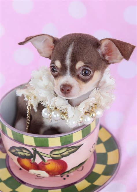 These dogs do not need any hard grooming. Chihuahua Puppies For Sale at TeaCups Puppies | Teacups, Puppies & Boutique