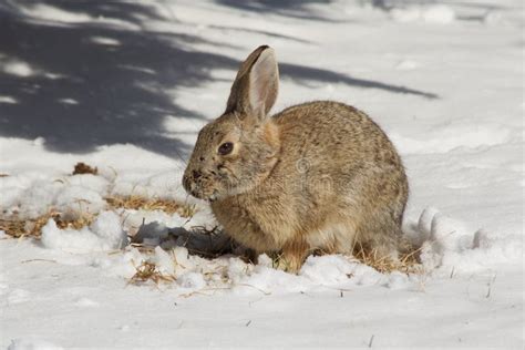 American Cottontail Rabbit Stock Image Image Of Fluffy 2551177