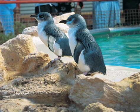 Top things to do in penguin parade. Penguin Island | Explore Parks WA | Department of Parks ...