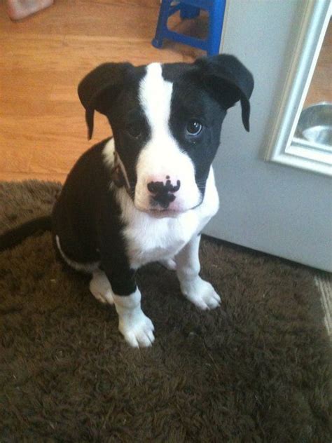 Border Collie Pit Border Collie And Pitbull Mix Info Pictures Facts