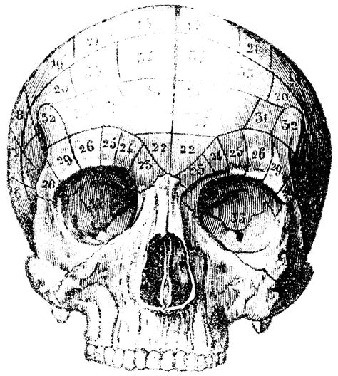 Vintage Skull Clipart Real Skull Illustration