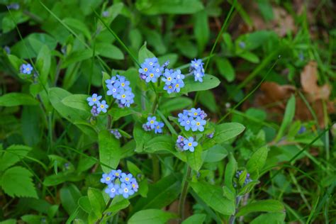 Free Images Nature Blossom Meadow Bloom Herb Macro Botany Blue