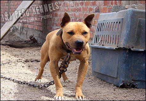 | @mount_ruckus_kennels #pitbull #fitdog #dogrun #slatmill #buckskin. ONLINE PEDIGREES :: 248849 :: J&J PERU KENNEL TERRORISTA 1XW BIS