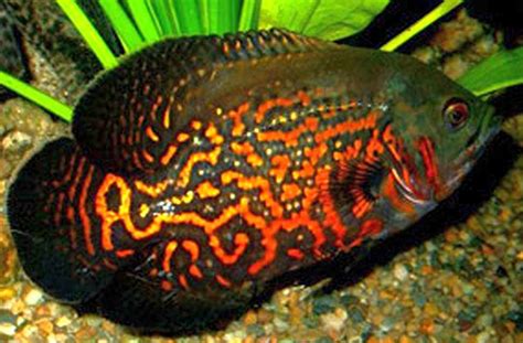 Oscar Astronotus Ocellatus Tropical Fish Keeping