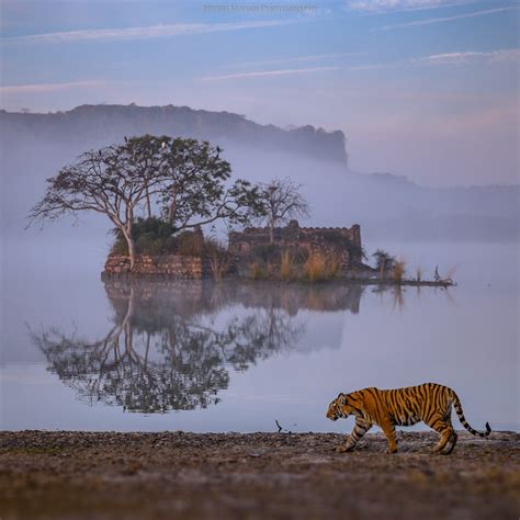 Breathtaking Photo Of Bengal Tiger Taking A Stroll In Front Of Ancient