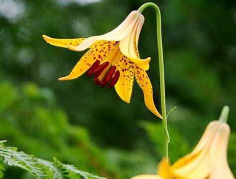 Canada Lily Lilium Canadense In Ontario Bulbous Plants Edible Wild