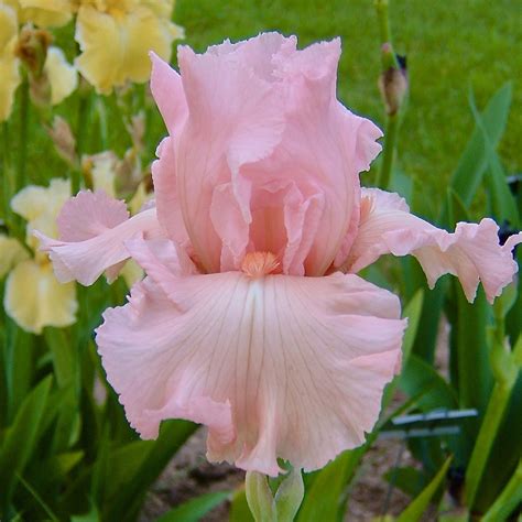 Pink Iris Catalog