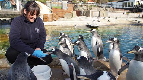 Edinburgh Zoo Opens Its Gates To Bbc Scotland News Broadcast