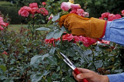 Shrub roses should always be pruned by cutting stems back to a healthy bud. Step-By-Step Guide to Prune Hybrid Tea Roses