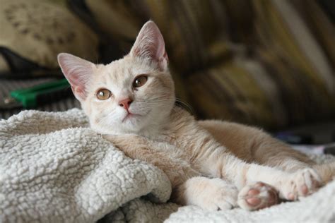 Cats tend to manifest inhaled allergens as skin inflammation. Allergy Medicine for Cats: What Can I Give My Cat for ...