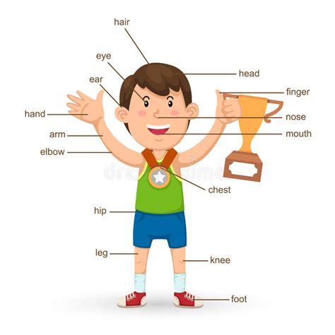Vocabulary Part Of Body Stock Vector Illustration Of Preschool 49199950