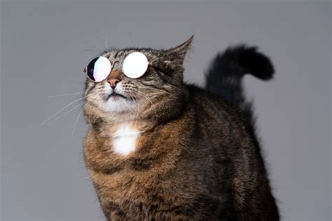 18 Super Cool Cat Breeds Awesome Kitties You Ll Love I Discerning Cat