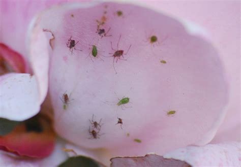 Aphids On Roses Controlling Aphids On Roses Aphids Rose Flower Care
