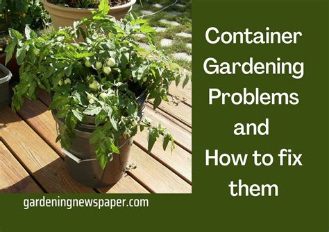 Problems with Container Gardening: How to fix various issues with