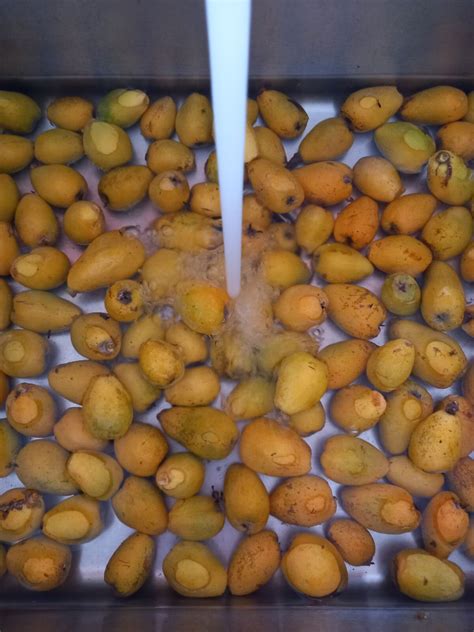 Forgotten Fruits Loquat Jam Rediscover