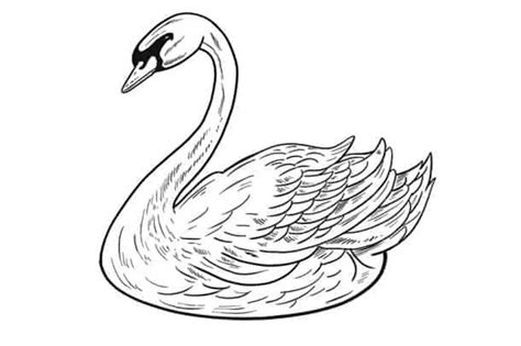 How To Draw A Swan An Easy To Follow Realistic Swan Drawing Tutorial