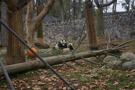 China Dujiangyan Panda Base Chengdu Westchinago Travel Service