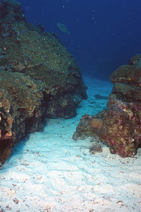 Flower Garden Banks National Marine Sanctuary Reef Etiquette