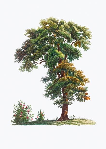 Baum Botanik Vintage Kunst Kostenloses Stock Bild Public Domain Pictures