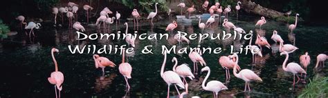 Dominican Republic Wildlife And Marine Life Active Caribbean