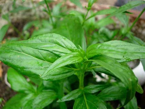 CAMAR UTARA: Mengenal Lebih dekat Sambiloto (Andrographis paniculata)