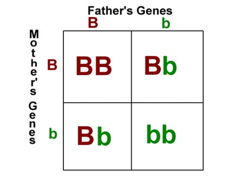 Punnett squares are used to figure out the possible gene combinations from a genetic cross. Biology unit 5 genetics punnett square notes