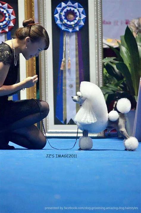 When you're in need of a dependable dog groomer, don't hesitate. Pin by Joy Lynn on Dog Groomer | Poodle puppy, Toy poodle ...