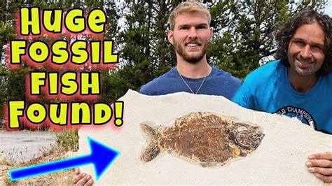 How To Find Super Nice Fossil Fish Wyoming Rock Quarry Youtube Rock