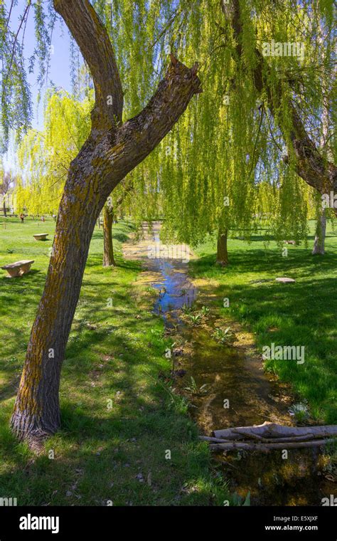 Weeping On A Green Meadow Willow Tree Stock Photo Alamy