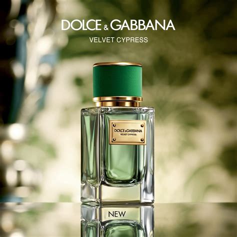 Dolce And Gabbana Velvet Cypress Review Price Coupon Perfumediary