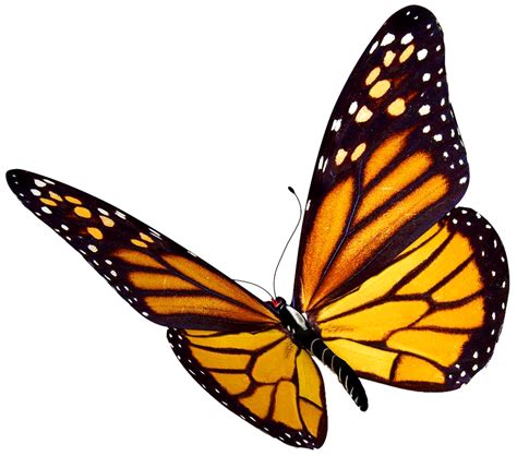Flying Butterflies Png Clipart Best