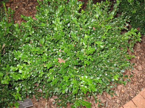 Online Plant Guide Buxus Microphylla Var Koreana Winter Gem