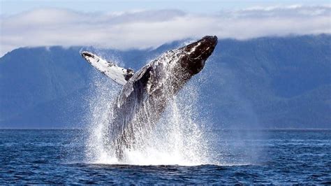 Humpback Whale Chatham Straight National Geographic Wallpaper Selected