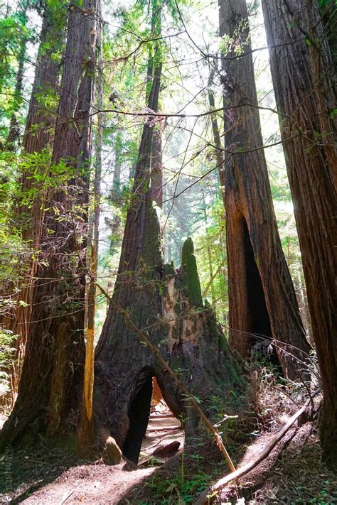 A California Redwoods Hike Near Santa Cruz Ideal For Kids Around The