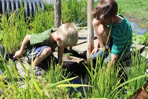 Rice Paddy Pond Ithaca Childrens Garden