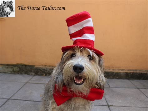 Dog Cat In The Hat The Horse Tailor