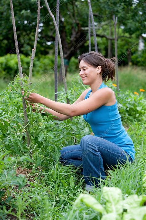 Woman Gardening Stock Image C0313934 Science Photo Library