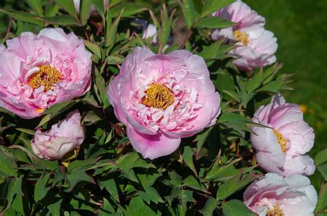 Tree Peony Care And Growing Tips