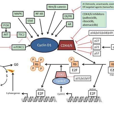 Cyclin D1 Cdk46 Rb Pathway In Breast Cancer The Molecular Pathway And