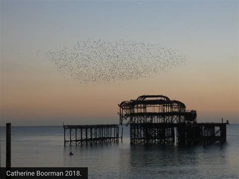 Starlings Over The West Pier In Brighton At Sunset Uk Brighton