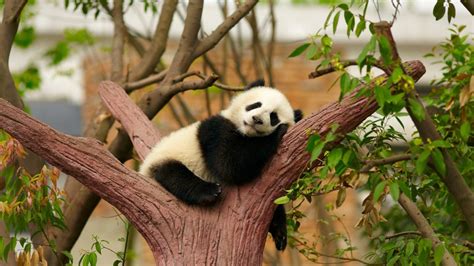 Panda Bear Wallpapers Top Free Panda Bear Backgrounds Wallpaperaccess