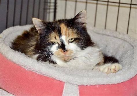 Calico Missy Or Hope Medium Adult Female Cat For Sale In