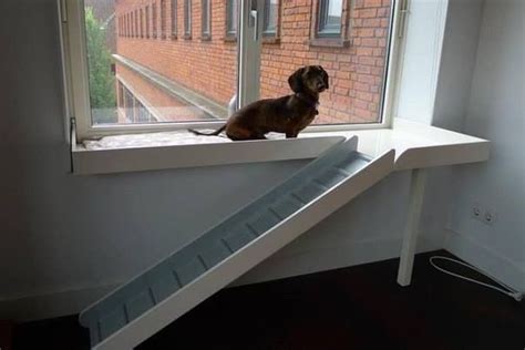 Dog Window Lookout